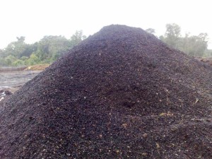 Energy Potential of Palm Kernel Shells | BioEnergy Consult