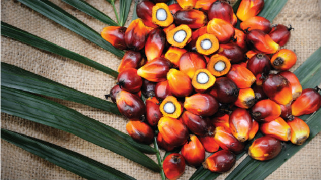 Sustainability Standards in Oil Palm Industry | BioEnergy Consult